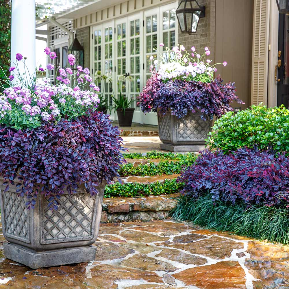 Southern Living® Purple Daydream® Dwarf Loropetalum Shrub 2 Southern Living® Purple Daydream® Dwarf Loropetalum Shrub