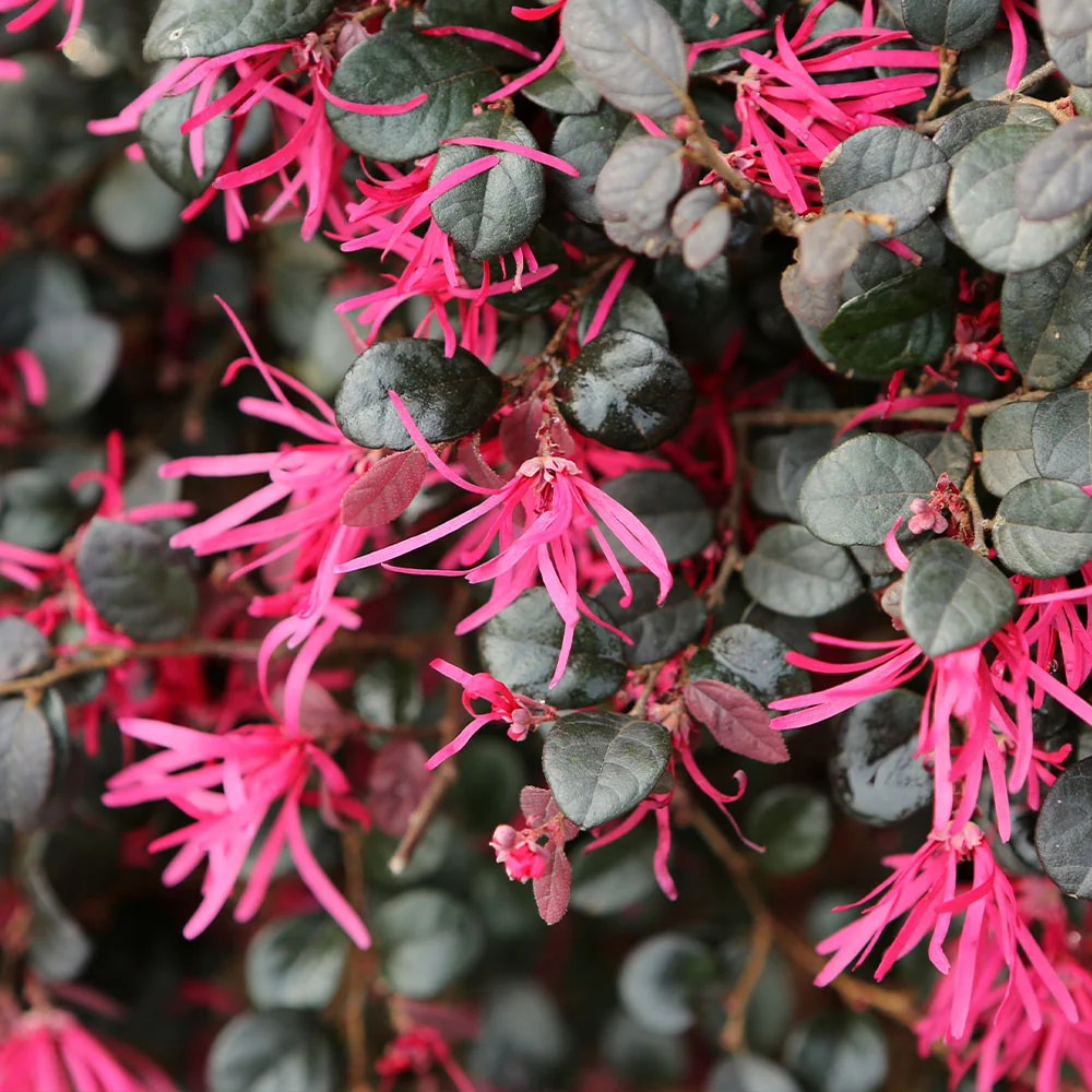 Southern Living® Purple Daydream® Dwarf Loropetalum Shrub 3 Southern Living® Purple Daydream® Dwarf Loropetalum Shrub