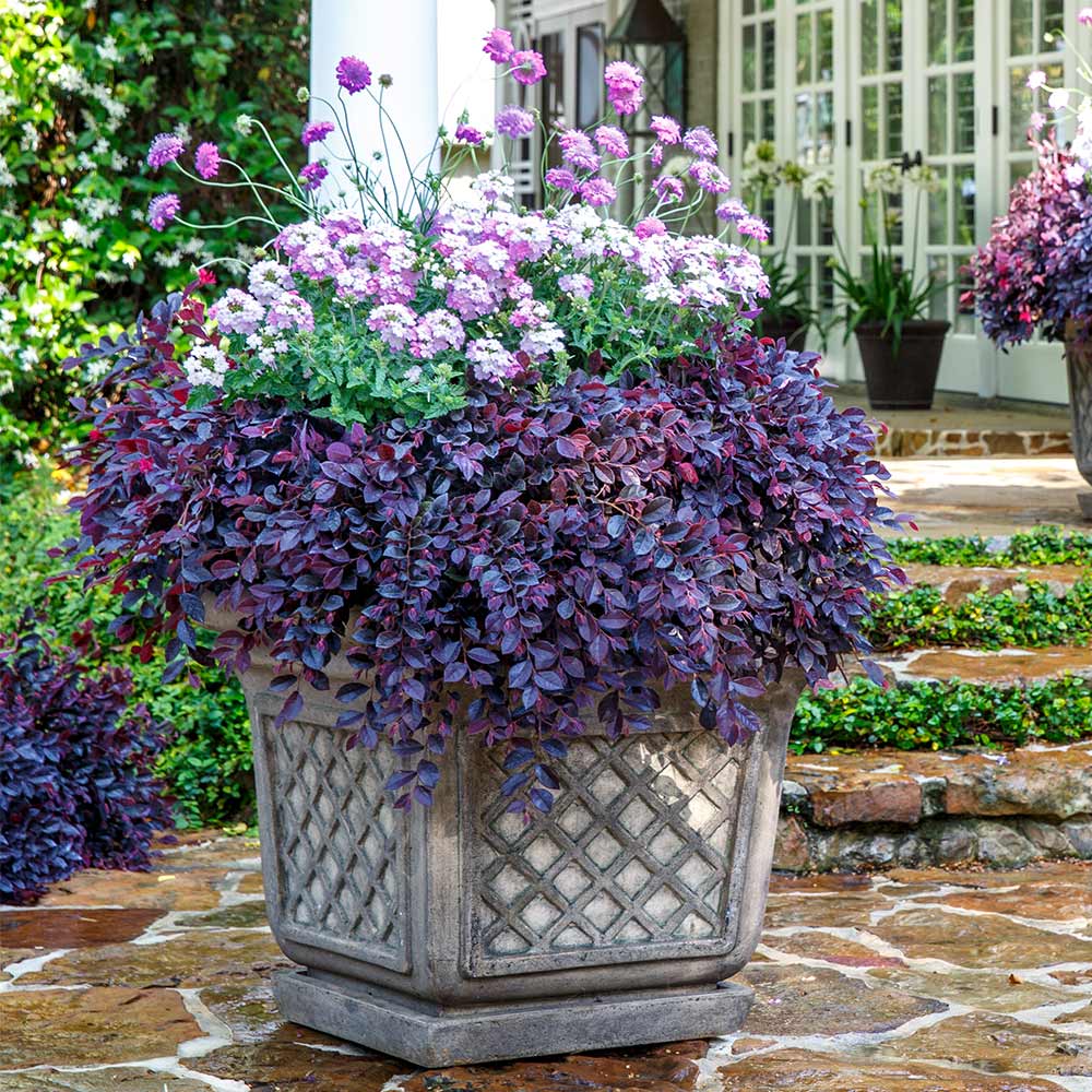 Southern Living® Purple Daydream® Dwarf Loropetalum Shrub 4 Southern Living® Purple Daydream® Dwarf Loropetalum Shrub