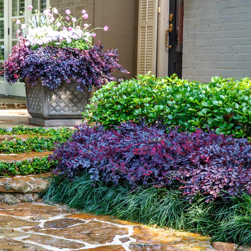 Southern Living® Purple Daydream® Dwarf Loropetalum Shrub 5 Southern Living® Purple Daydream® Dwarf Loropetalum Shrub