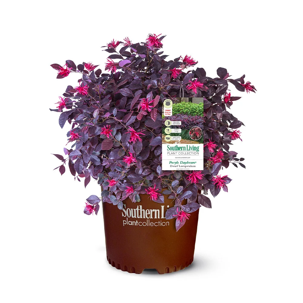 Southern Living® Purple Daydream® Dwarf Loropetalum Shrub 6 Southern Living® Purple Daydream® Dwarf Loropetalum Shrub