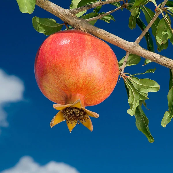 Wonderful Pomegranate Shrub 1 Wonderful Pomegranate Shrub