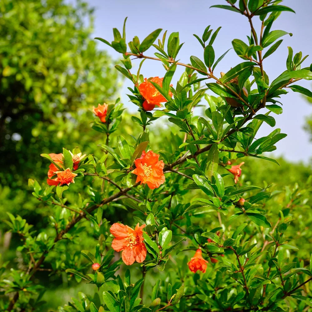 Wonderful Pomegranate Shrub 4 Wonderful Pomegranate Shrub