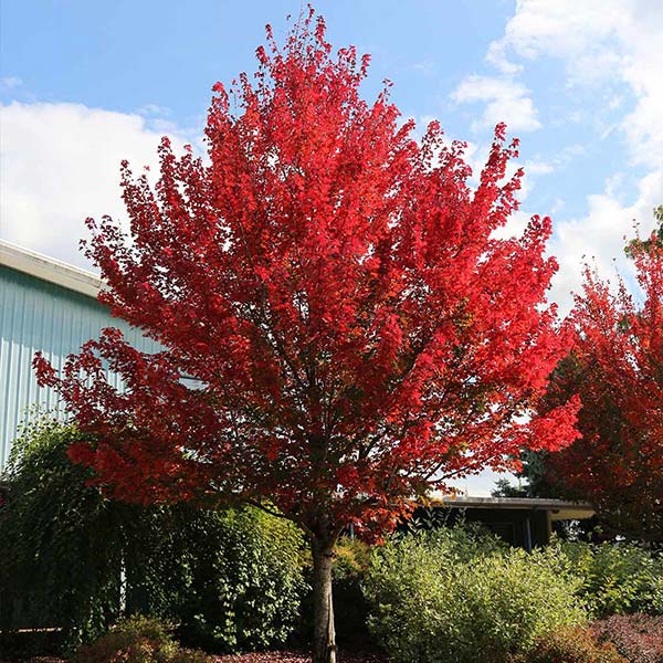 Redpointe® Maple Tree 1 Redpointe® Maple Tree