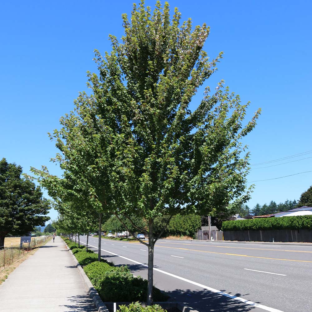 Redpointe® Maple Tree 3 Redpointe® Maple Tree