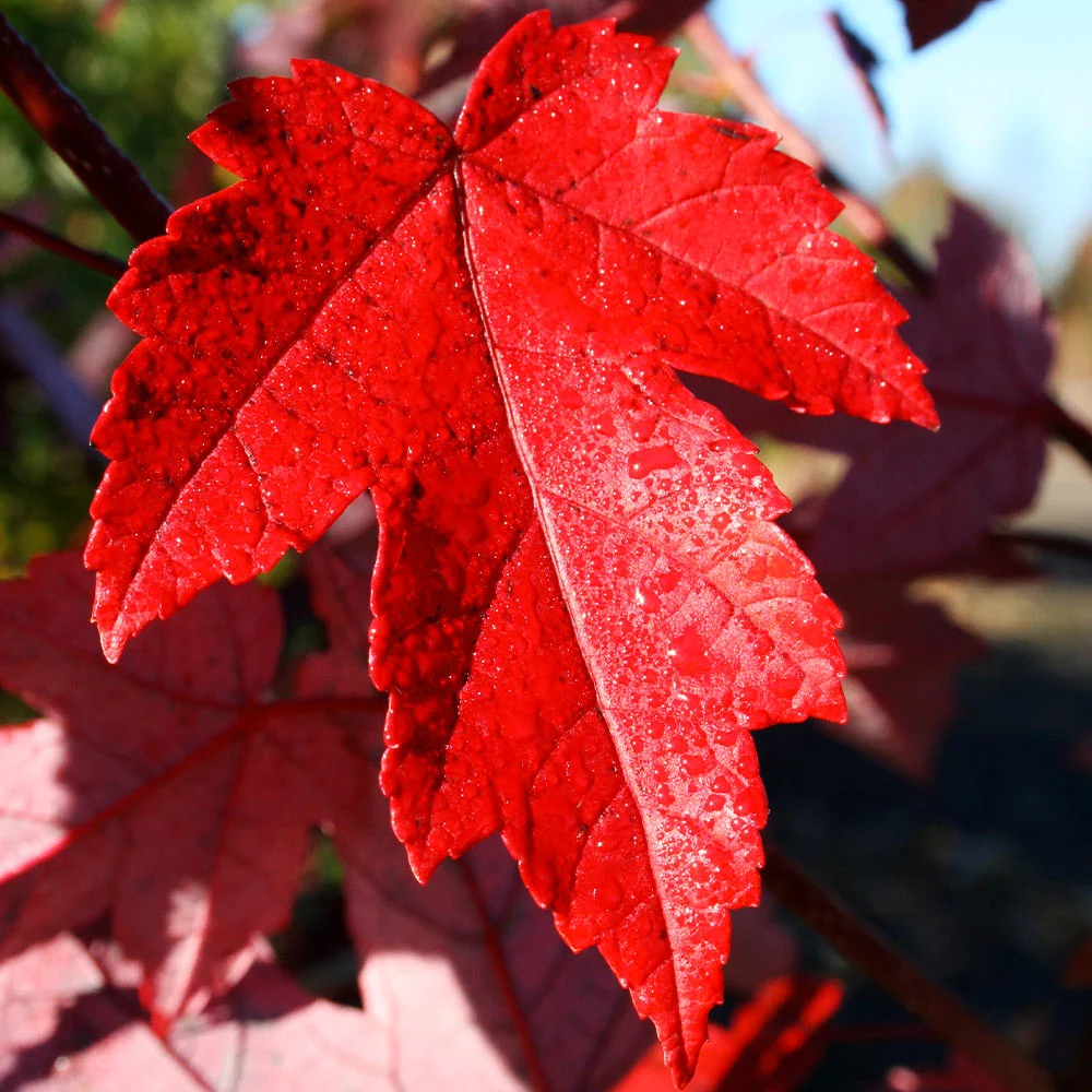 Redpointe® Maple Tree 4 Redpointe® Maple Tree