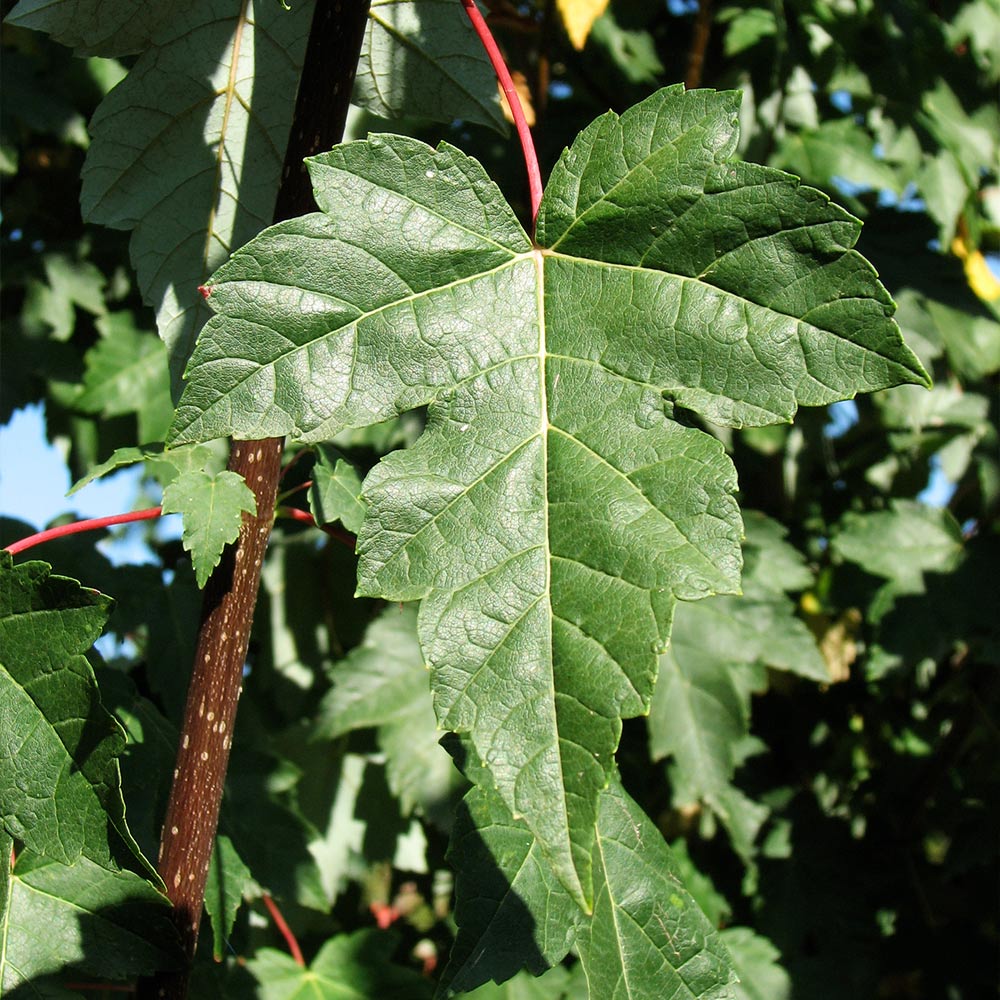 Redpointe® Maple Tree 5 Redpointe® Maple Tree