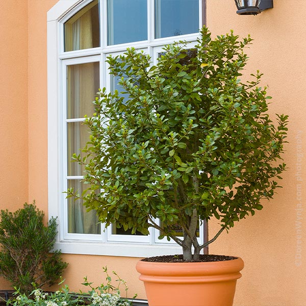 Bay Laurel - USDA Organic Tree
