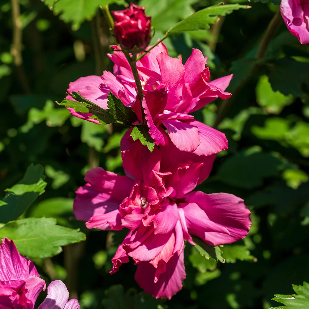 Lucy Rose of Sharon Althea Tree 1 Lucy Rose of Sharon Althea Tree