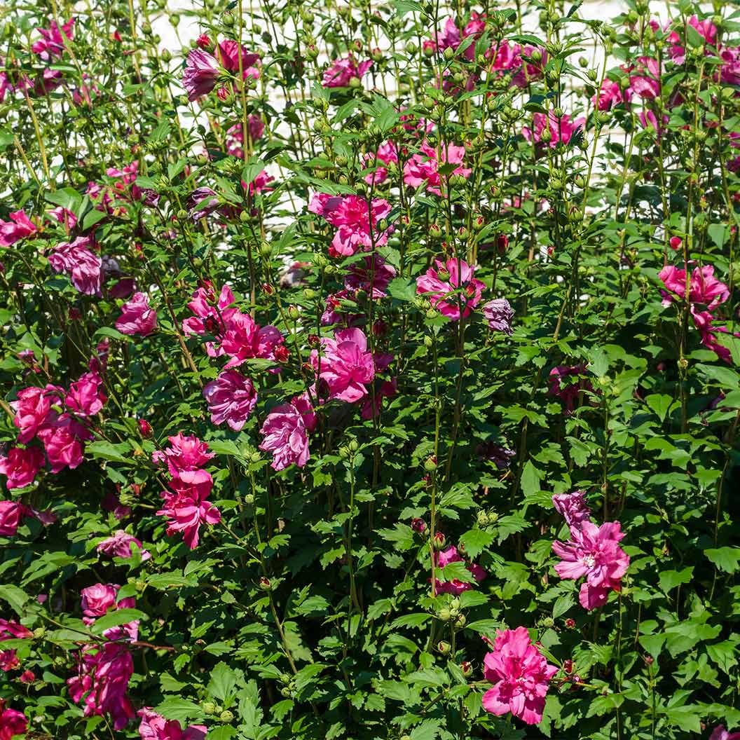 Lucy Rose of Sharon Althea Tree 3 Lucy Rose of Sharon Althea Tree