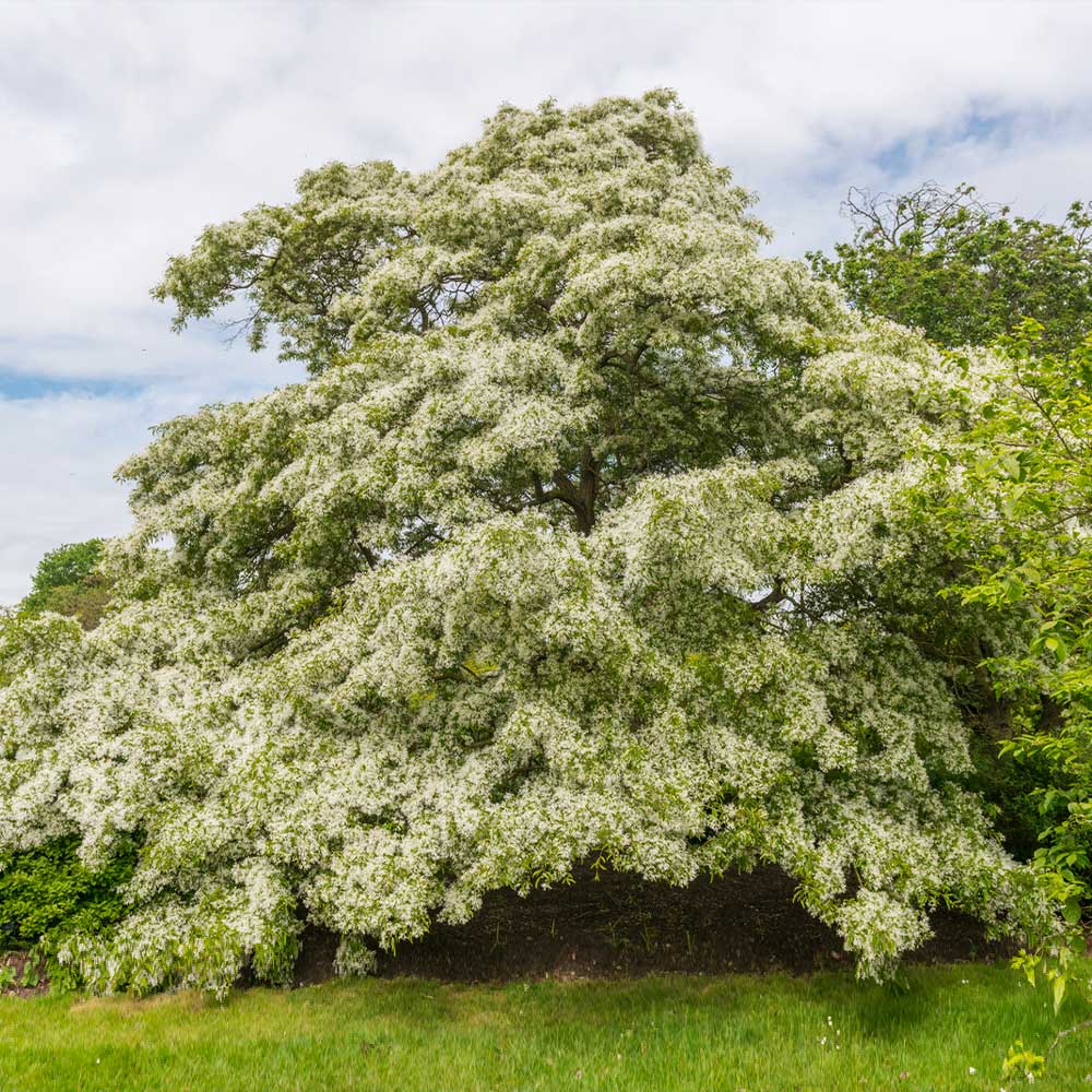 Chinese Fringe Tree 2 Chinese Fringe Tree