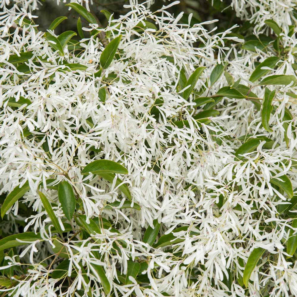 Chinese Fringe Tree 3 Chinese Fringe Tree