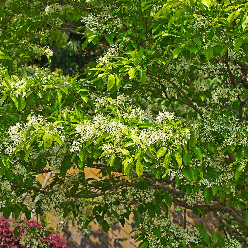 Chinese Fringe Tree 5 Chinese Fringe Tree