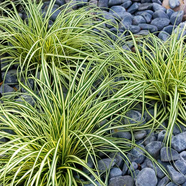 Carex Evergold (Japanese Sedge) Plant 1 Carex Evergold (Japanese Sedge) Plant