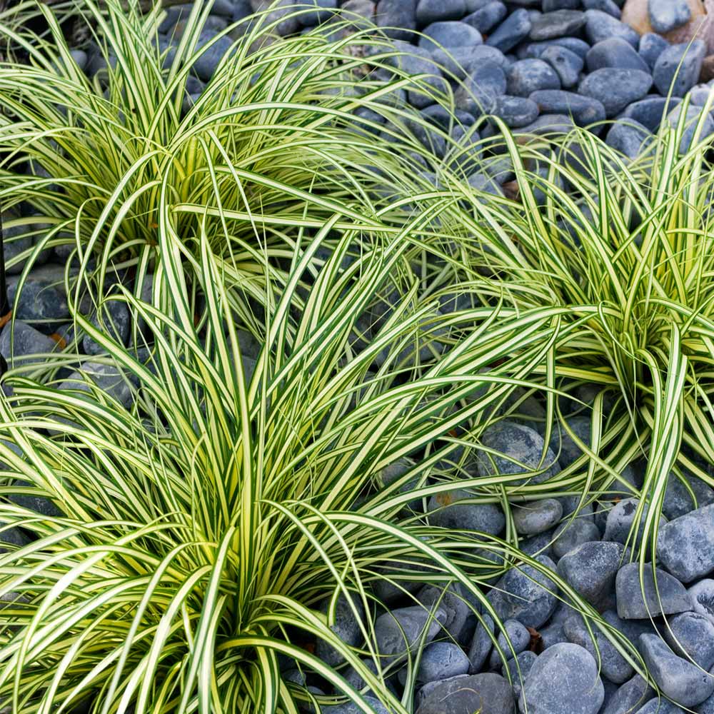 Carex Evergold (Japanese Sedge) Plant 2 Carex Evergold (Japanese Sedge) Plant