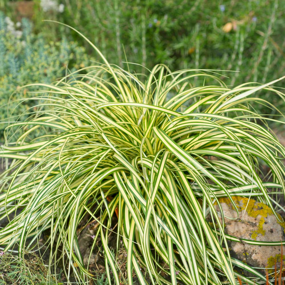 Carex Evergold (Japanese Sedge) Plant 4 Carex Evergold (Japanese Sedge) Plant
