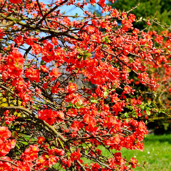 Flowering Quince Shrub