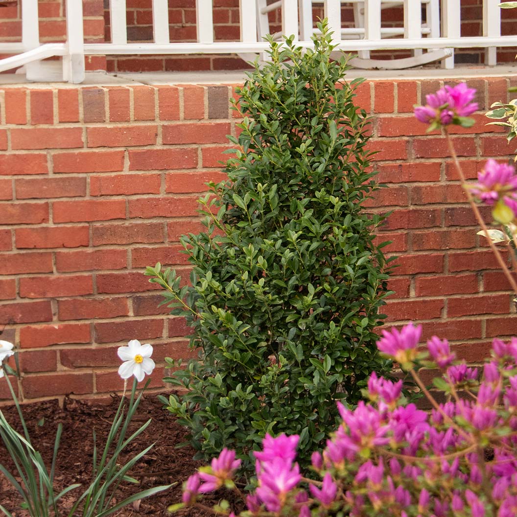 Arrow Point® Japanese Holly Shrub 2 Arrow Point® Japanese Holly Shrub