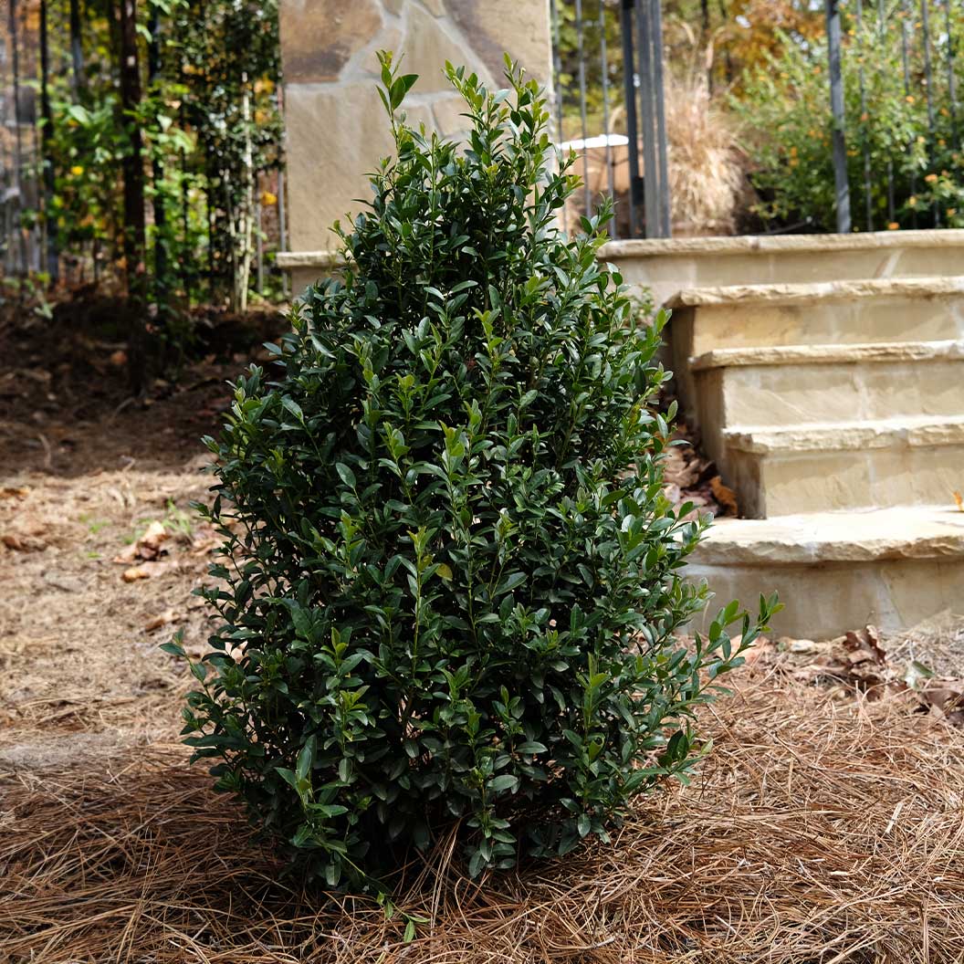 Arrow Point® Japanese Holly Shrub 3 Arrow Point® Japanese Holly Shrub