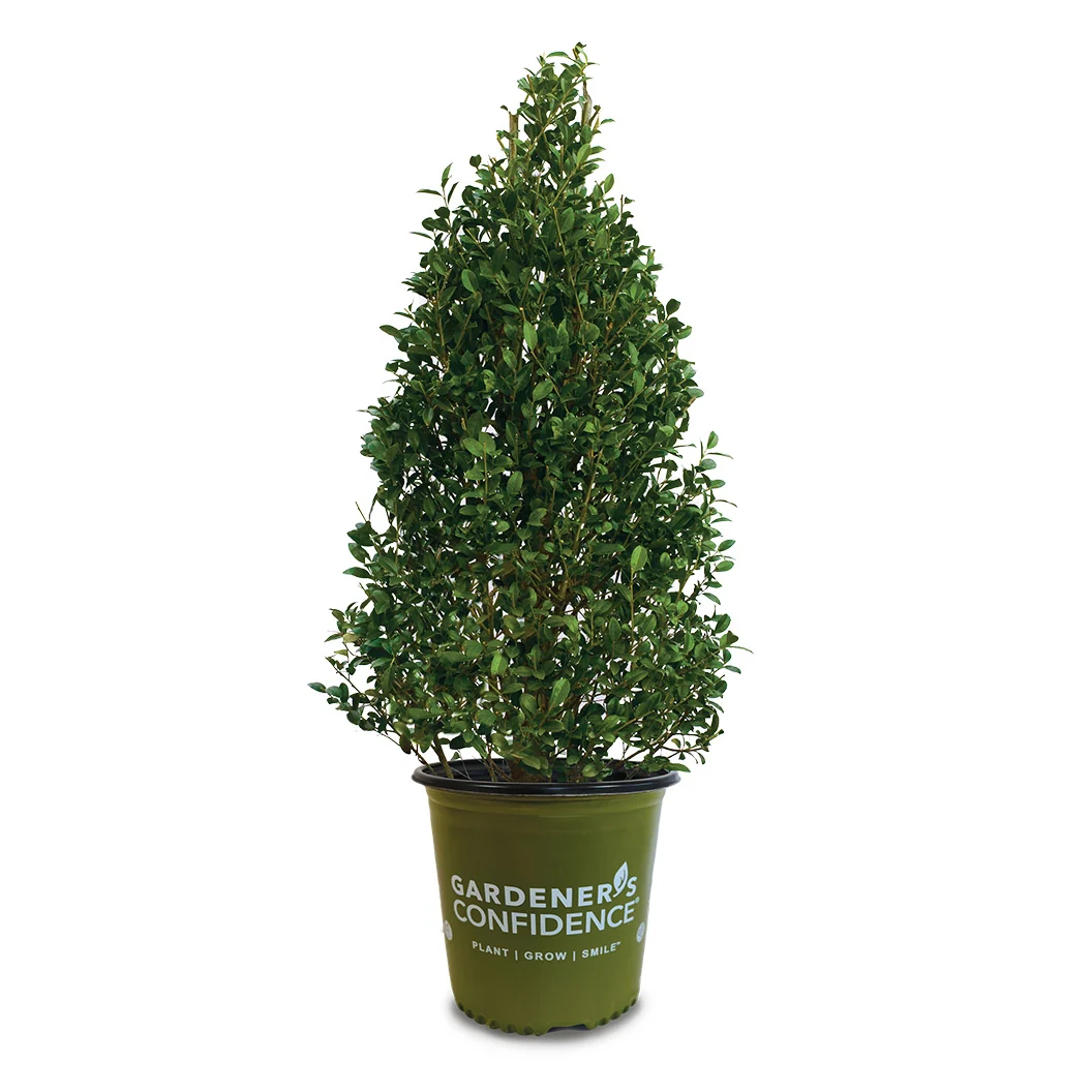 Arrow Point® Japanese Holly Shrub 4 Arrow Point® Japanese Holly Shrub