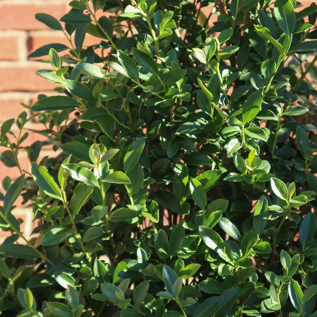 Arrow Point® Japanese Holly Shrub 5 Arrow Point® Japanese Holly Shrub