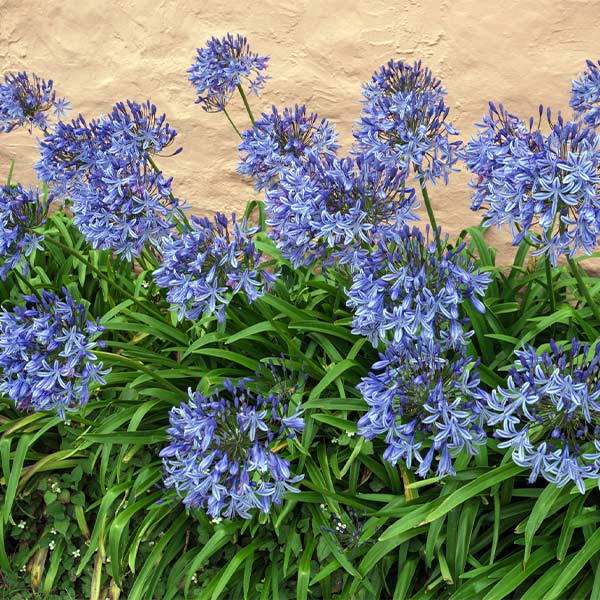 Blue Agapanthus (Lily of the Nile) Plant