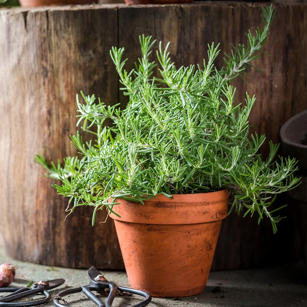 Tuscan Rosemary Plant 2 Tuscan Rosemary Plant