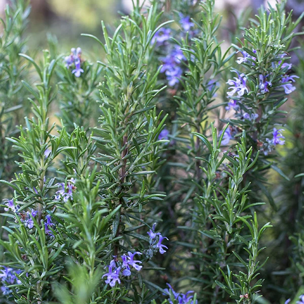 Tuscan Rosemary Plant 4 Tuscan Rosemary Plant