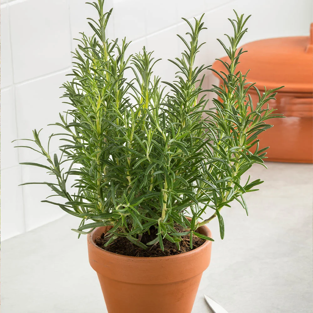Tuscan Rosemary Plant 5 Tuscan Rosemary Plant