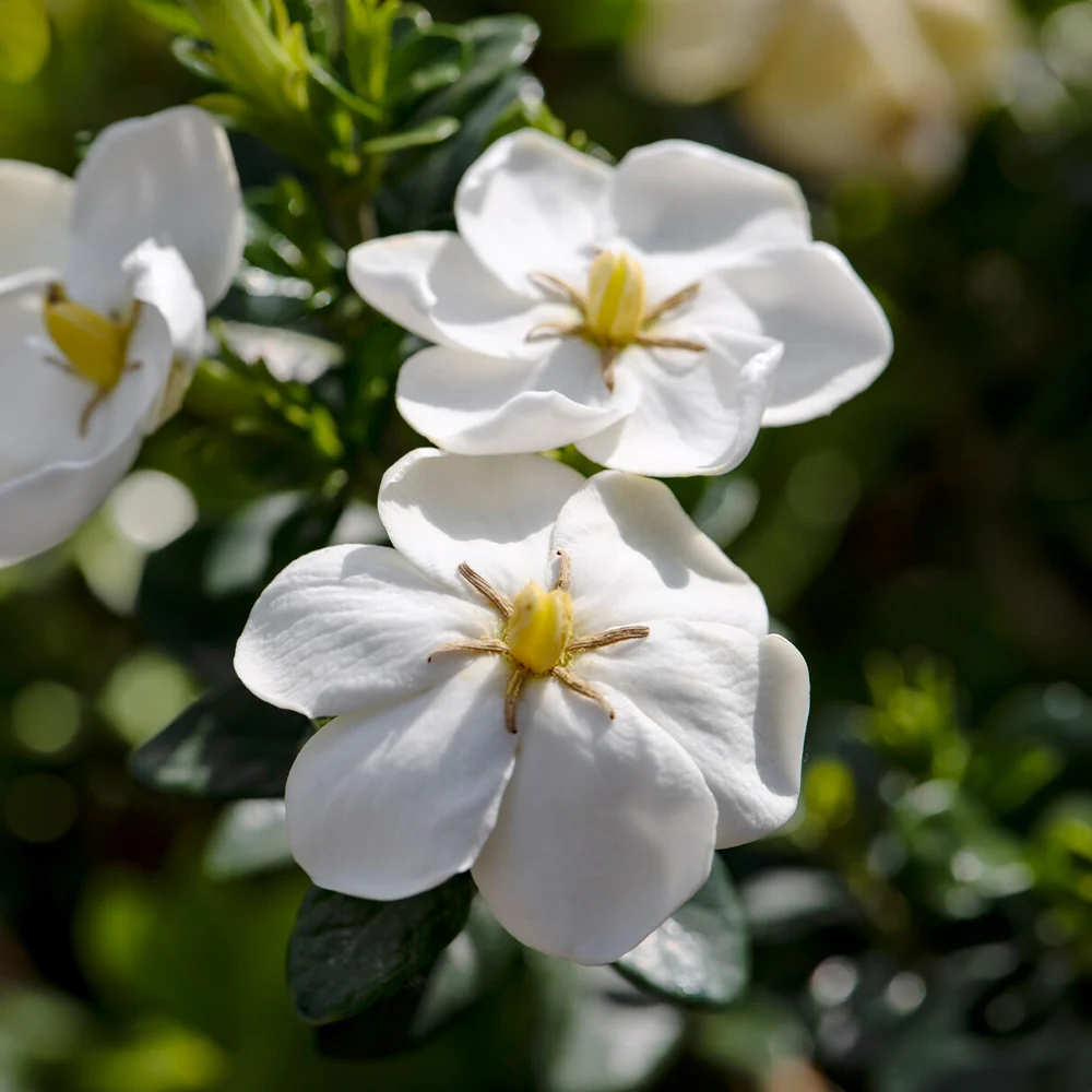 Daisy Gardenia Shrub 2 Daisy Gardenia Shrub