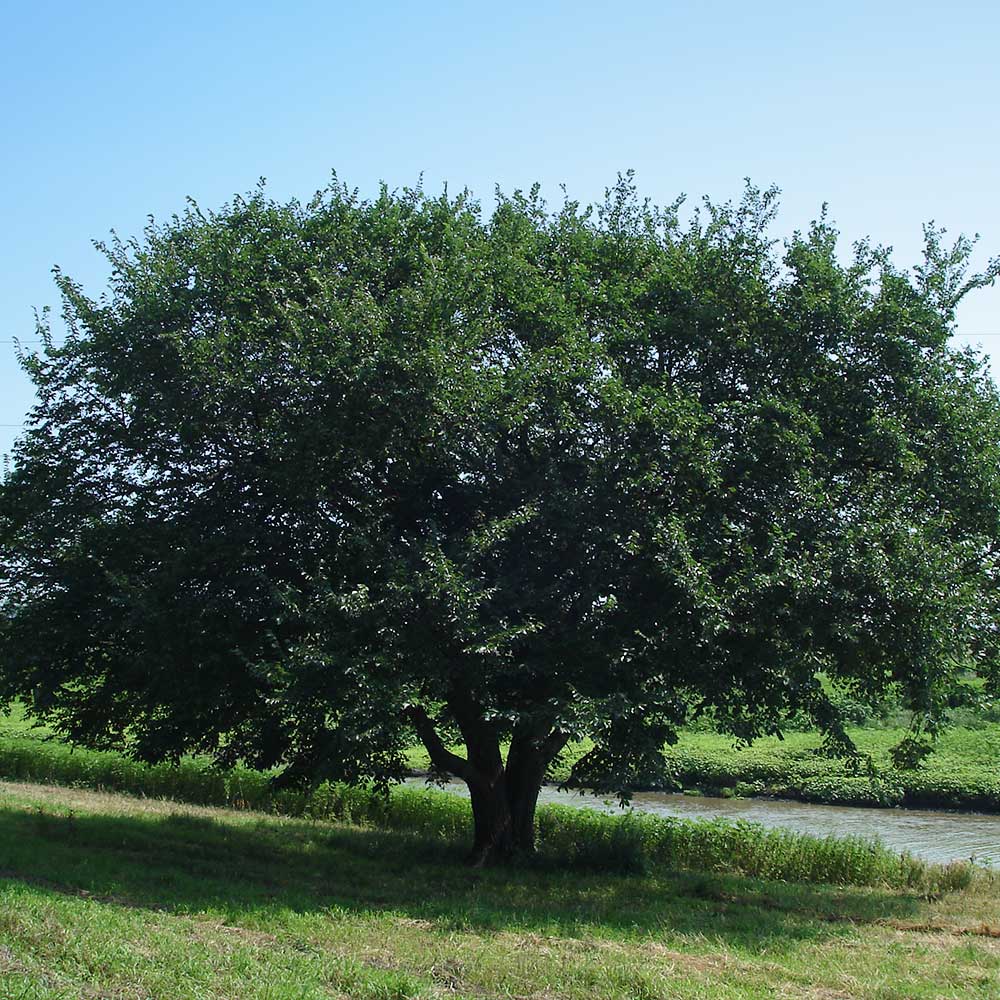 Prairie Expedition® Elm Tree 2 Prairie Expedition® Elm Tree