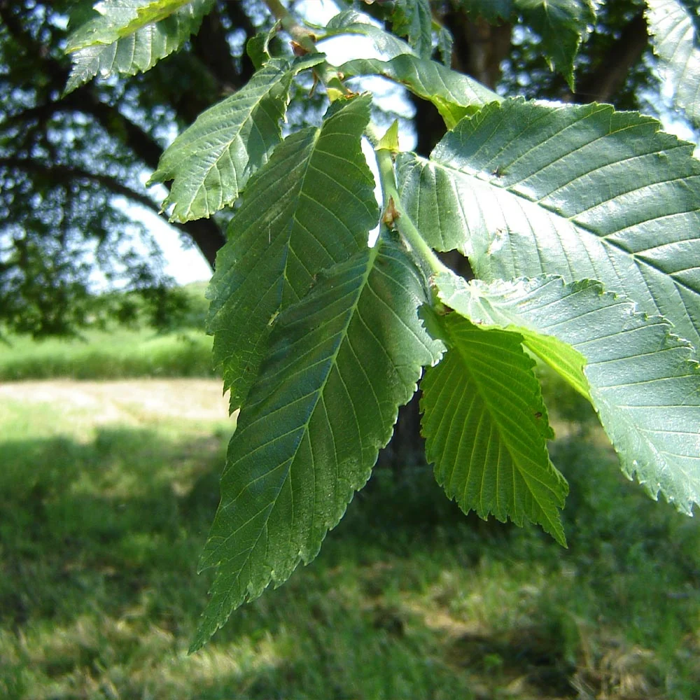 Prairie Expedition® Elm Tree 3 Prairie Expedition® Elm Tree