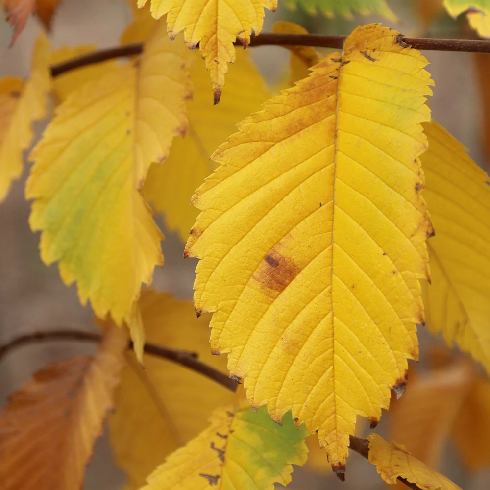 Prairie Expedition® Elm Tree 4 Prairie Expedition® Elm Tree