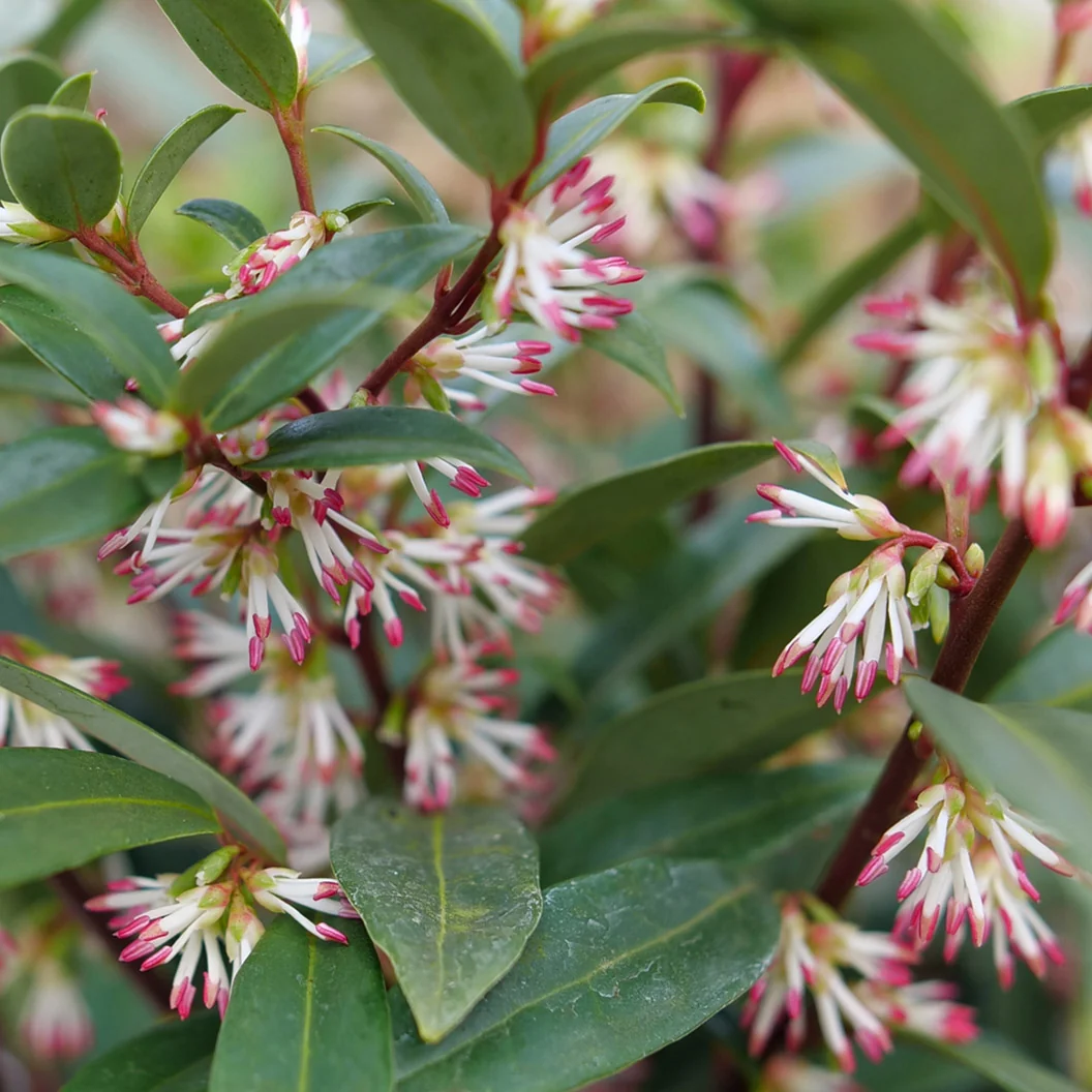 Proven Winners® Sweet & Lo™ Sweet Box Shrub 1 Proven Winners® Sweet & Lo™ Sweet Box Shrub