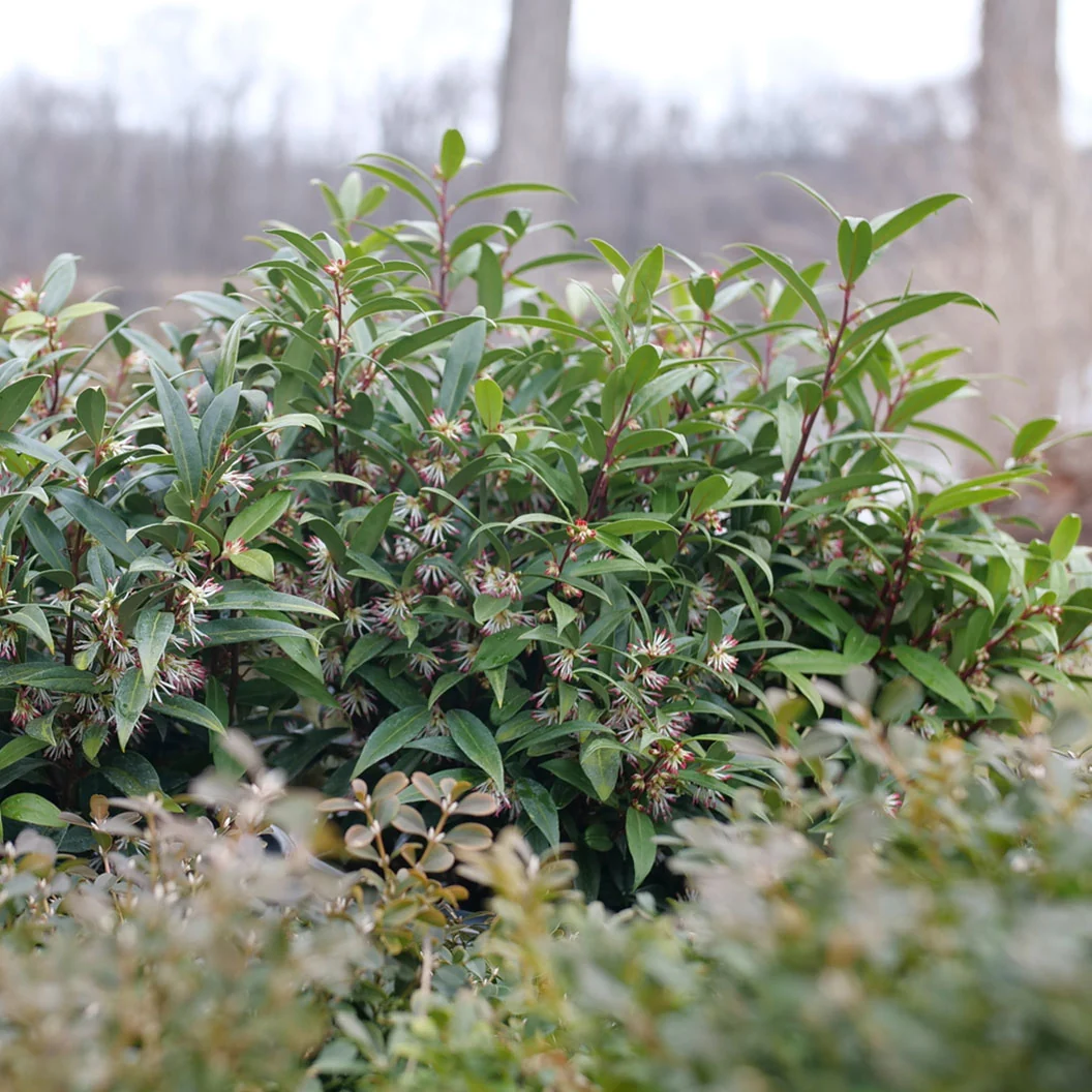 Proven Winners® Sweet & Lo™ Sweet Box Shrub 3 Proven Winners® Sweet & Lo™ Sweet Box Shrub