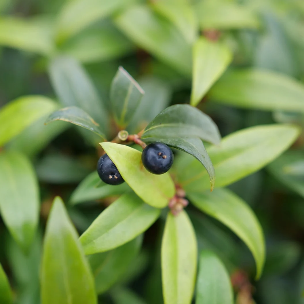 Proven Winners® Sweet & Lo™ Sweet Box Shrub 4 Proven Winners® Sweet & Lo™ Sweet Box Shrub