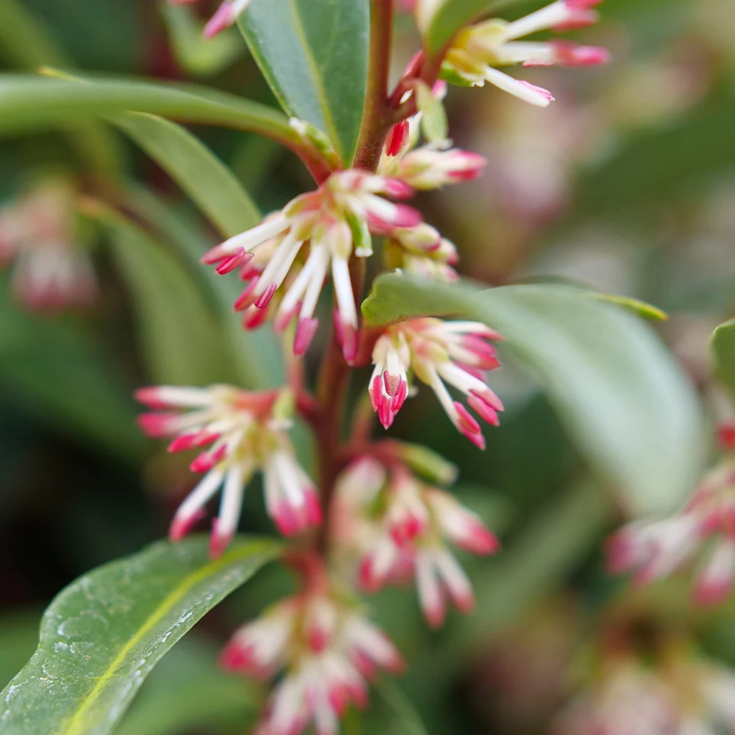 Proven Winners® Sweet & Lo™ Sweet Box Shrub 5 Proven Winners® Sweet & Lo™ Sweet Box Shrub
