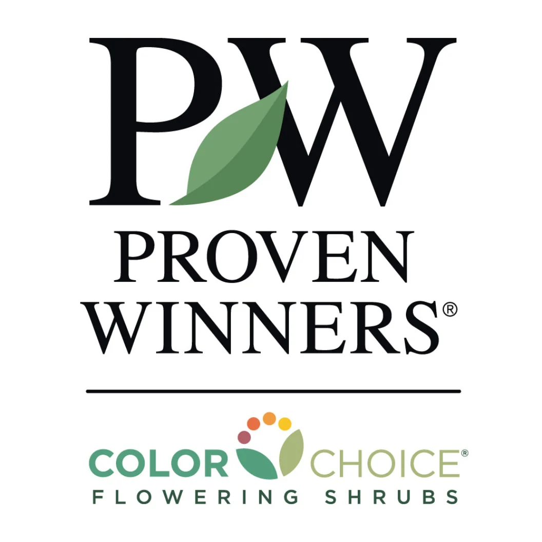 Proven Winners® Sweet & Lo™ Sweet Box Shrub 6 Proven Winners® Sweet & Lo™ Sweet Box Shrub