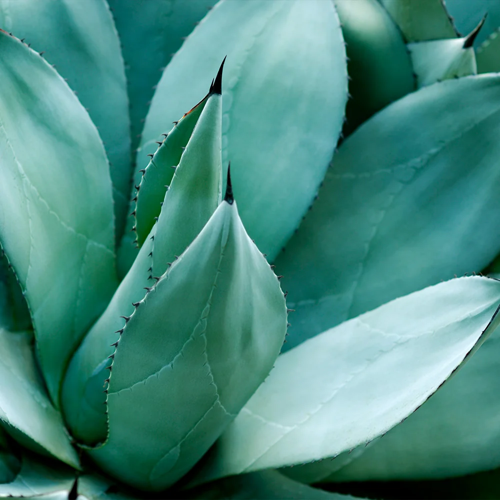 Century Plant 3 Century Plant