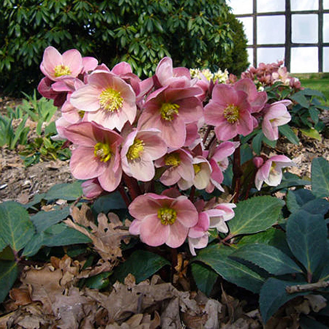 Gold Collection® Pink Frost Hellebore Plant