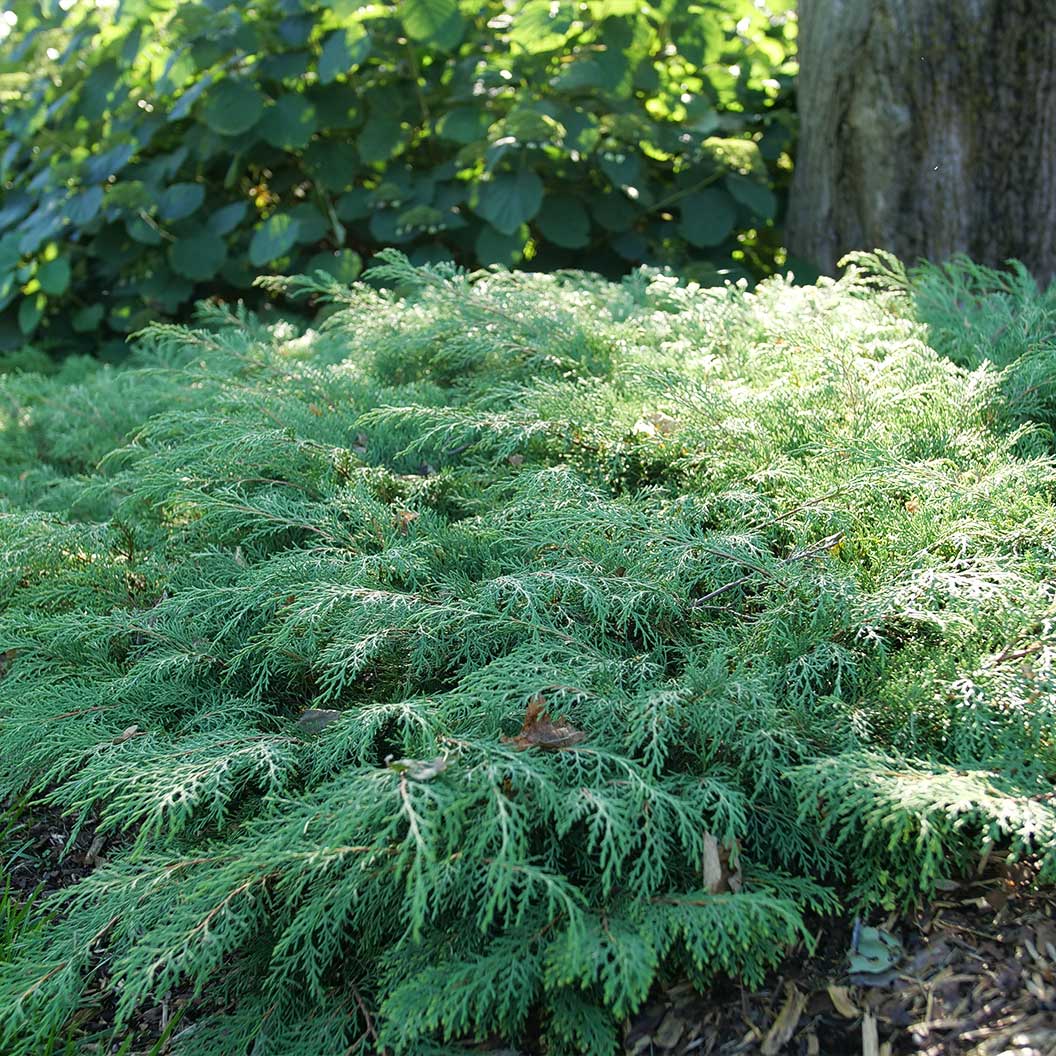 Proven Winners® Celtic Pride® Siberian Cypress Shrub 1 Proven Winners® Celtic Pride® Siberian Cypress Shrub