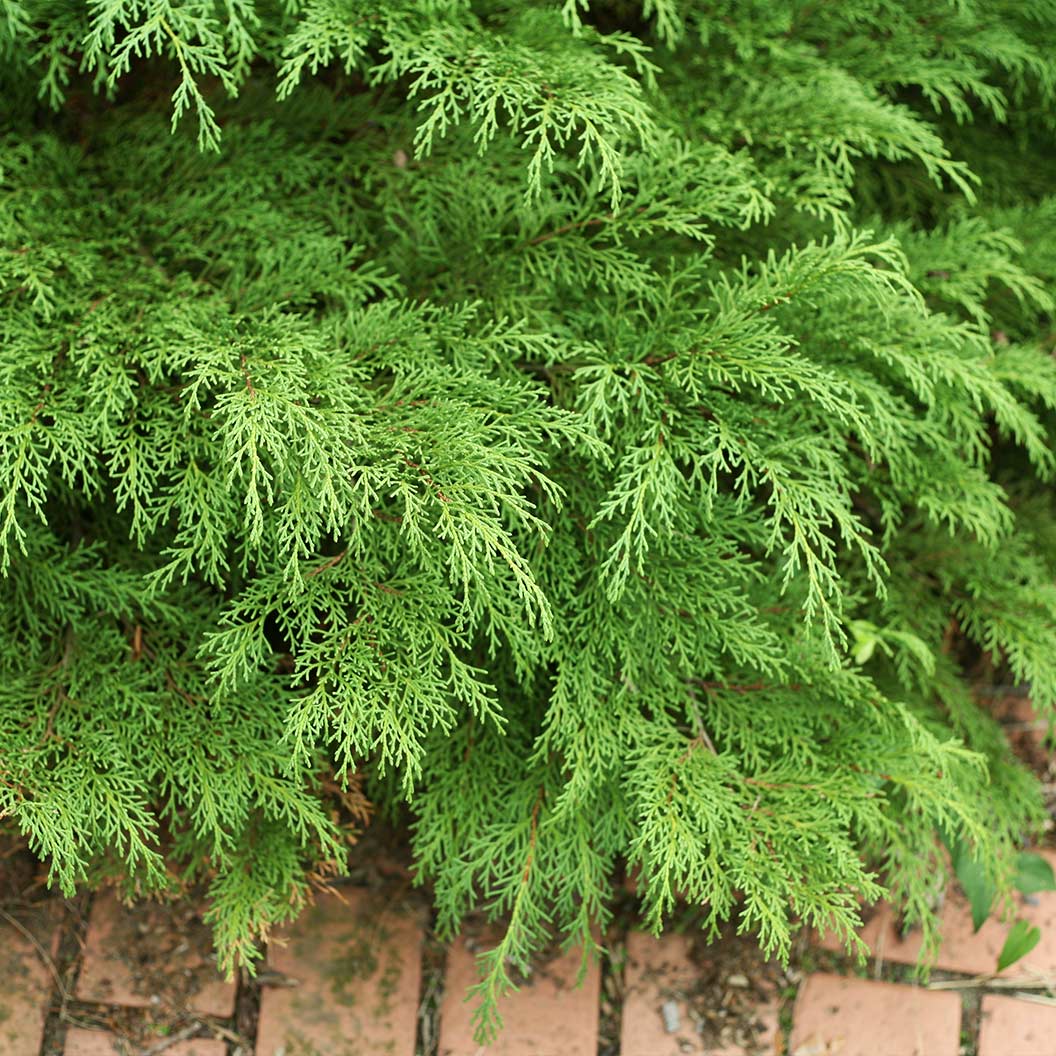 Proven Winners® Celtic Pride® Siberian Cypress Shrub 3 Proven Winners® Celtic Pride® Siberian Cypress Shrub