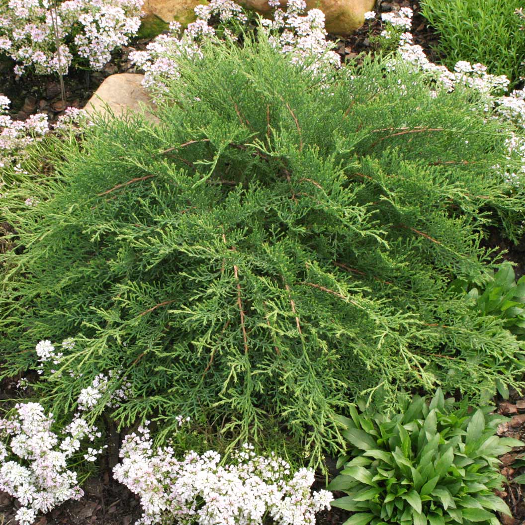 Proven Winners® Celtic Pride® Siberian Cypress Shrub 4 Proven Winners® Celtic Pride® Siberian Cypress Shrub