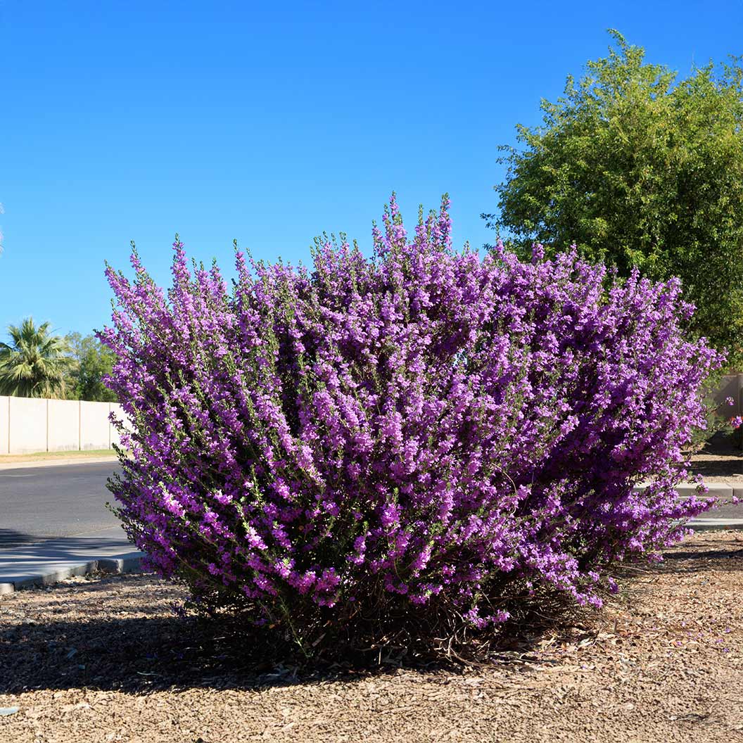 Green Texas Sage Shrub 2 Green Texas Sage Shrub