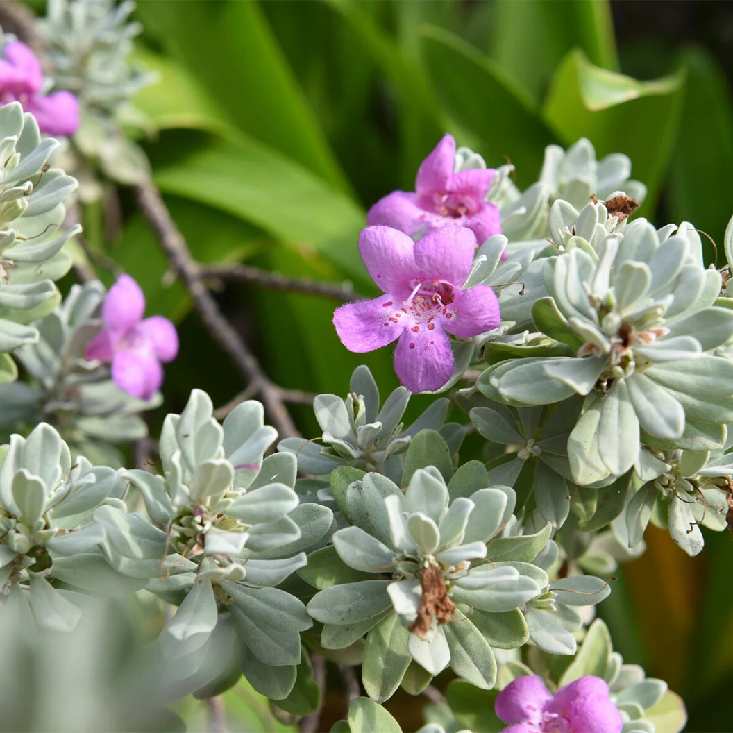 Green Texas Sage Shrub 3 Green Texas Sage Shrub
