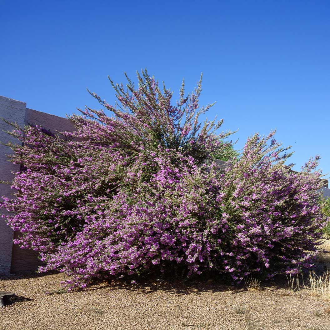 Green Texas Sage Shrub 4 Green Texas Sage Shrub