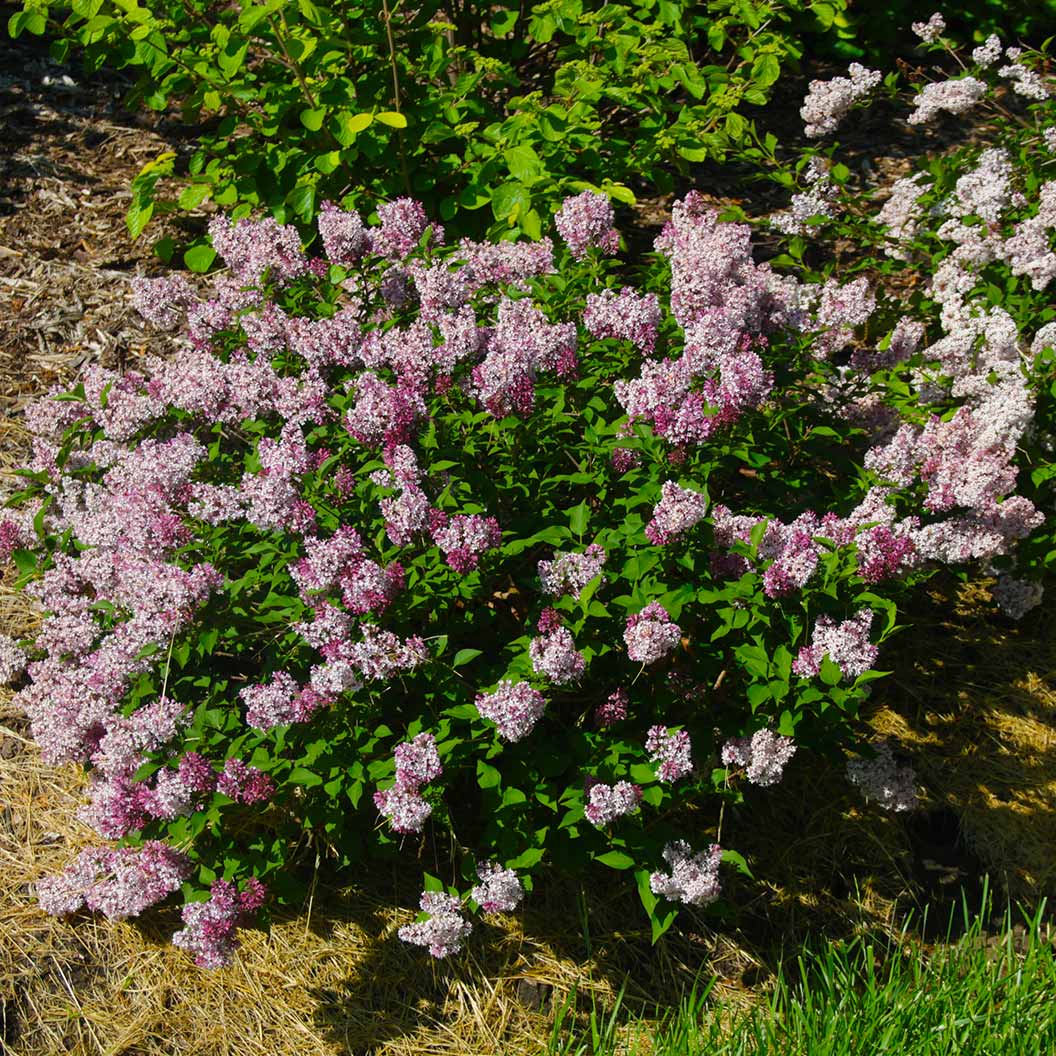 Proven Winners® Baby Kim® Lilac Shrub 1 Proven Winners® Baby Kim® Lilac Shrub