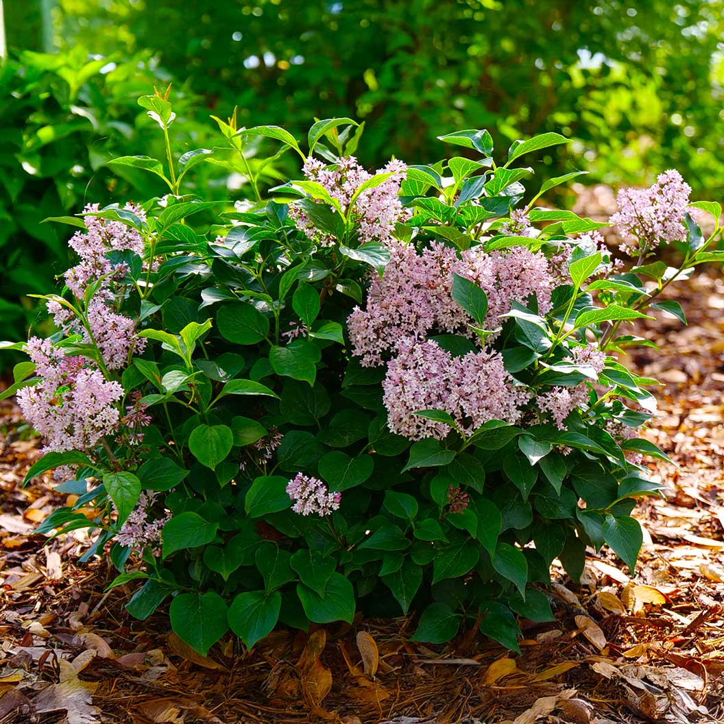Proven Winners® Baby Kim® Lilac Shrub 3 Proven Winners® Baby Kim® Lilac Shrub