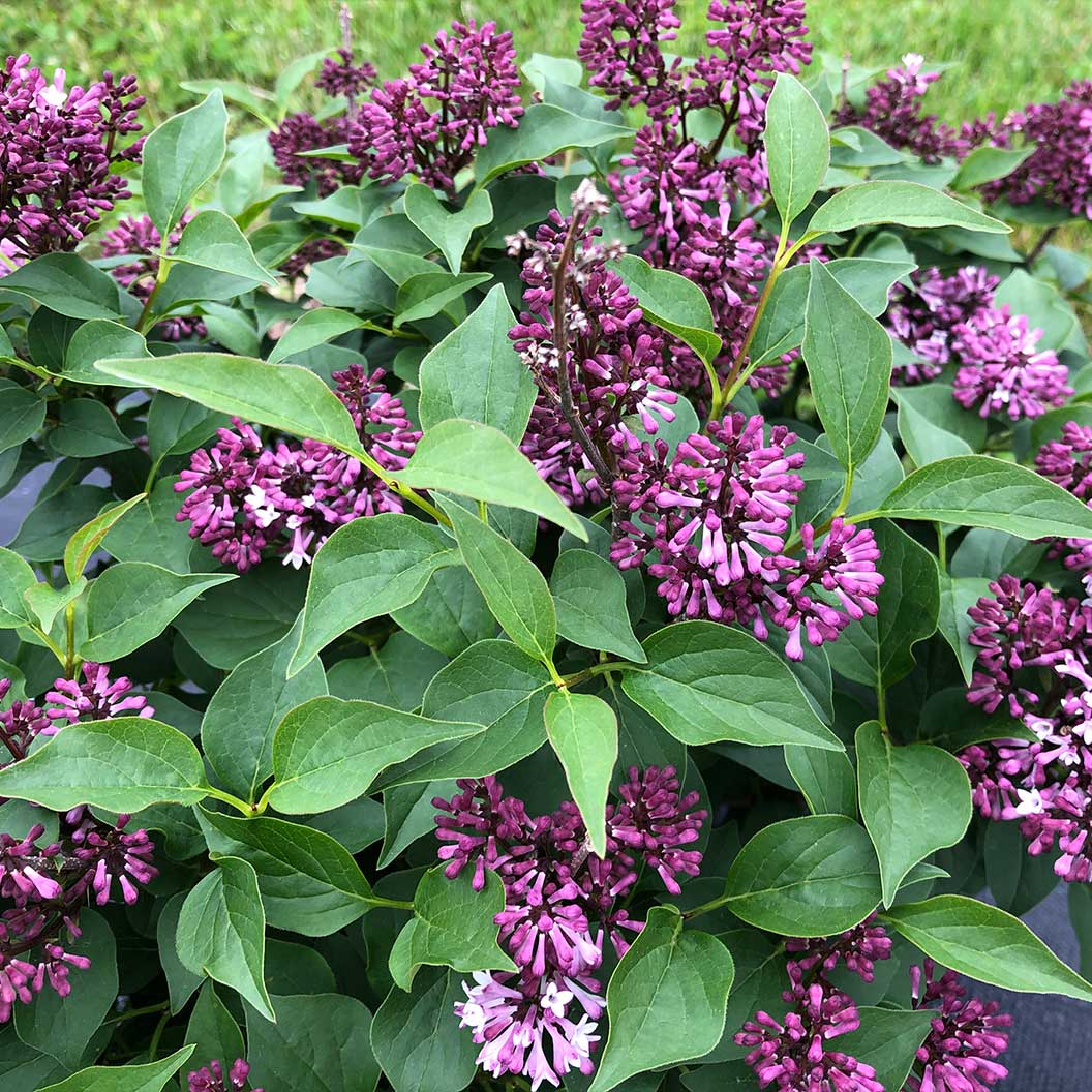 Proven Winners® Baby Kim® Lilac Shrub 4 Proven Winners® Baby Kim® Lilac Shrub