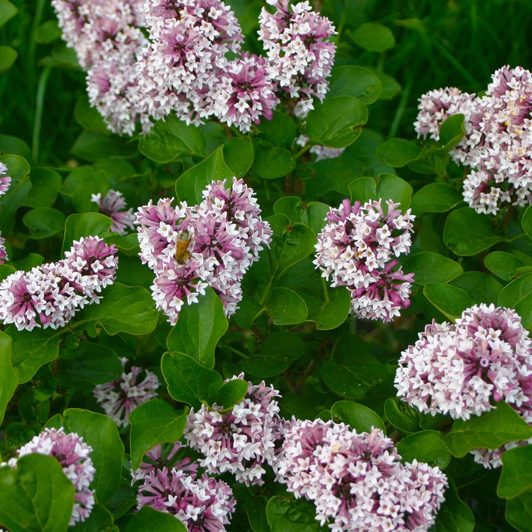 Proven Winners® Baby Kim® Lilac Shrub 5 Proven Winners® Baby Kim® Lilac Shrub